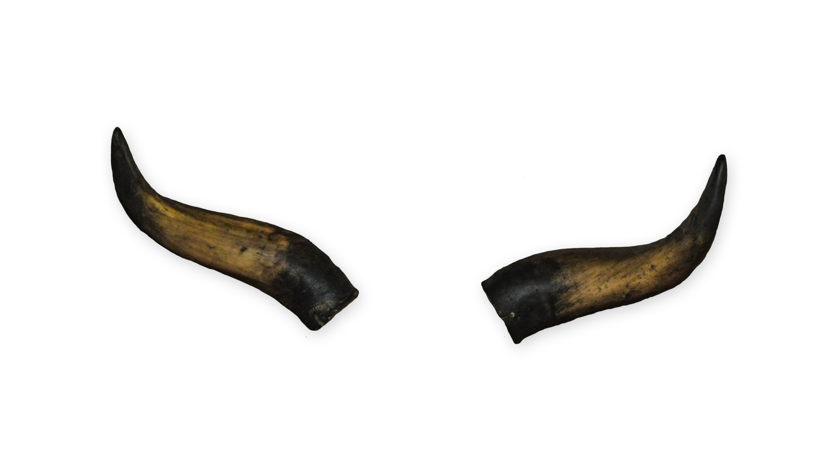 Rind 1 aus Polyurethan, 30 cm | Krampusmasken Hörner | Krampusmasken