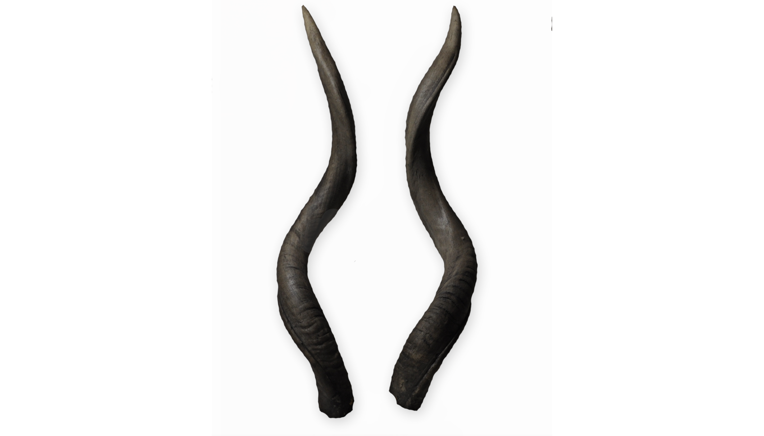 Kudu Antilope 3 aus Polyurethan, 93 cm | Krampusmasken Hörner